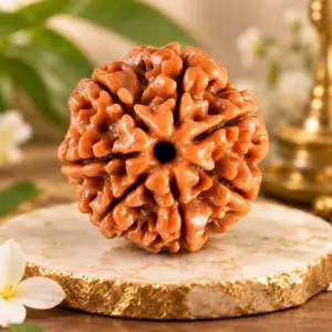 Natural 7 Mukhi Rudraksha